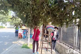 枇杷还未熟 切勿随意摘图片