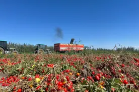 丰收“新”盛景 | 新疆焉耆：番茄采摘喜丰收 村民增收笑开颜图片