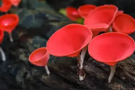 真菌王国（纪录片）图片