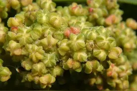 藜麦是一种什么样的植物？图片