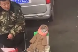 萌化了！辽宁一猫咪穿婴儿衣服，坐凳子上帮主人卖鱼干引路人围观图片