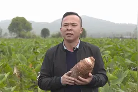 小伙种植芋头创业，年销售额达7000多万元，单价凭啥比别人高四倍图片