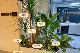 经济又好看的绿植隔断的搭配清单图片