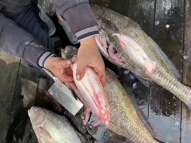 海南产花胶吗 2026年海南有花胶卖吗