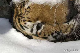 野东北虎中套伤人逃入深山，数日惨死崖下，虎死谁手至今悬而未破图片