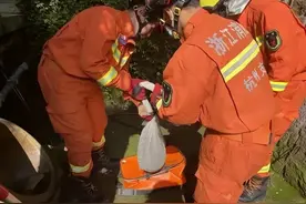 蛇类爆发？群蛇进城究竟是什么原因，是生态变好还是不祥之兆？图片