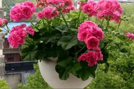 阳台养天竺葵，就选“粉女巫”，皮实好养，美如玫瑰，多季节开花图片