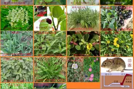 四〇后的回答你都吃过哪些种野菜和树叶图片