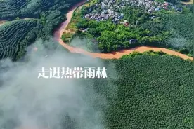望天树——中国的亚马逊图片