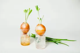 万能生根水，制作方法，赶紧收藏图片
