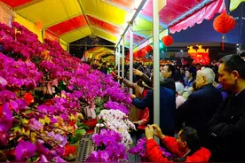 儿童画教程｜用简单的材料和工具，画一盆年宵花蝴蝶兰图片