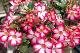 夏天就种懒人“大肚花”，养护注意这几点，根壮花多，轻松开爆盆图片