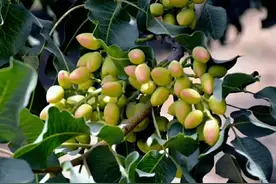 开心果种植管理诀窍及在山东种植的实验（随时更新）图片