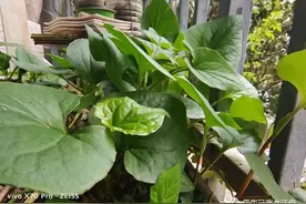 鱼腥草，密码蕺菜，狗贴耳折耳根田鲜图片