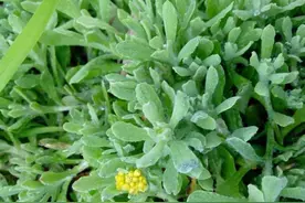 农村这种植物，可以当野菜食用，还具有药用价值，看到拔点备用图片