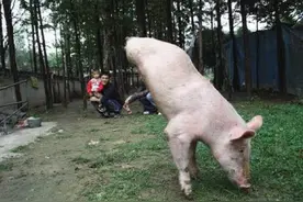 2010年，河南老人养了头双腿猪，吃食靠倒立，有人出价10万都不卖图片