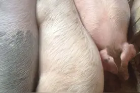 猪全身发白没有血色是啥病？猪的皮肤发白应该怎么治疗？一文总览图片