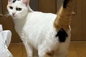 猫咪性感的屁屁震晕了27万网友，太过扎眼实在无法忽视图片