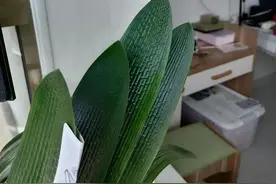 浇花水里加点它，年年不黄叶，越长越旺盛图片