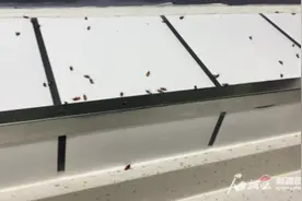 乌鲁木齐多个小区出现大量小虫子，有毒吗？听专业人士怎么说图片