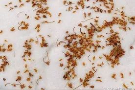 秋天闻桂花香，吃桂花糕，喝桂花茶，桂花糕做法分享图片