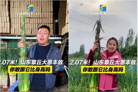 又到了被济南大葱俯视的季节……图片