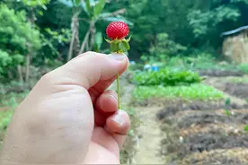 乡村遍地的蛇莓，其实是可以吃的图片