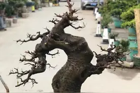 矮霸朴树盆景，岭南风格图片