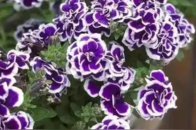 怎么管理矮牵牛才能使花色更靓丽？6个养护措施不可或缺图片