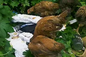 农村散养家鸡，为什么喜欢啄食工业泡沫？吃下去对鸡有危害吗？图片