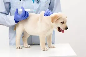 狗狗首轮疫苗如何打以及注意事项图片