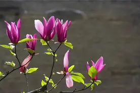 玉兰花，了解一下图片