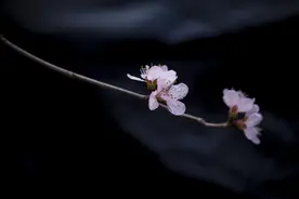 我的情人，我今生的最爱图片