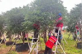 149元两斤！韶关这种长在树干上的果子迎丰收！销往珠三角~图片