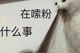 兔兔【沙雕表情包系列】：在嗦粉，什么事？图片