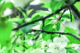 在人间四月，陌上花开时，让一切美好，缓缓归来图片