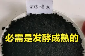 鸡粪为何用的人很多？有机质含量25%、氮1.6%及其他元素含量超高图片