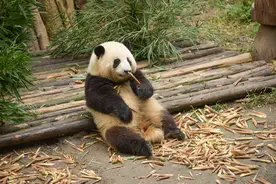 继玲娜贝儿之后，普通熊猫花花，是如何成为顶流的图片
