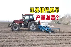 玉米播种越早，生育期越长，产量越高？别进了误区！何时播种好？图片