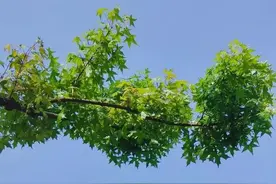 散文：五四，恰同学少年，风华正茂图片