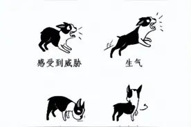 打了狂犬病疫苗可以管几年？图片