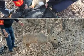 野狍子被困无法挣脱，民警及时救助放归自然图片