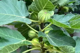 无花果高效栽培，这“3病2虫”管护不好，同样难开花结果图片