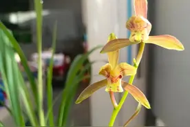 分享一种鲜为人知的兰花品种秋芝，其习性特征及养护要点图片