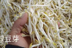 发的豆芽变绿，是什么原因引起的？变绿的豆芽还能吃吗？如何预防图片