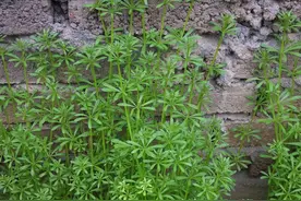 它是一种双子叶植物，肉质嫩苗可以食用，风味鲜美，却有致命危险图片