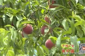 预计户均增收超5000元！郧阳区腰岭沟村种植桃子喜获丰收图片