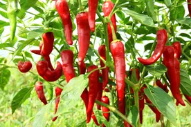 关于广东，这些冷知识你都知道几个？图片