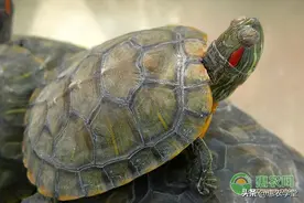 养龟：乌龟肠胃炎的症状及治疗方法图片