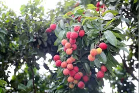 广州增城仙进奉荔枝获评“中国一乡一品”图片
